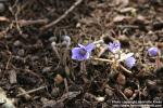 Photo: Hepatica x media 3.