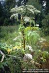 Photo: Heracleum mantegazzianum 1.