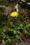 Photo: Hieracium pilosella 4.