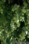 Photo: Humulus lupulus 5.