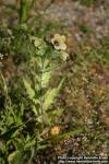 Photo: Hyoscyamus niger 8.