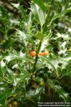 Photo: Ilex aquifolium 4.