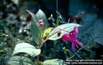Photo: Impatiens glandulifera 8.