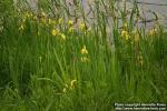 Photo: Iris pseudacorus 7.