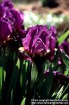 Photo: Iris 6.