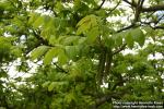 Photo: Juglans ailanthifolia 2.