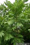 Photo: Juglans ailanthifolia 5.