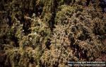 Photo: Juniperus communis 8.