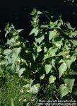 Photo: Lamium album 3.