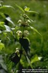 Photo: Lamium album 4.