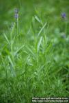 Photo: Lavandula angustifolia 2.