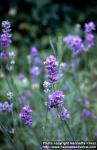Photo: Lavandula angustifolia 5.