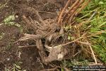 Photo: Levisticum officinale 6.