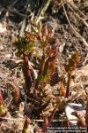 Photo: Levisticum officinale 8.