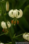 Photo: Lilium martagon 4.