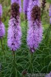 Photo: Liatris spicata 8.