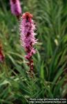 Photo: Liatris spicata 2.