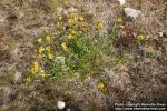 Photo: Lotus corniculatus 7.