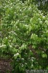 Photo: Lonicera maackii 5.