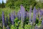 Photo: Lupinus polyphyllos 9.