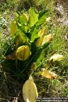 Photo: Lysichiton americanus 4.