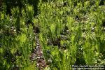 Photo: Matteuccia struthiopteris 8.