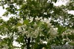 Photo: Malus 2.