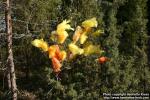 Photo: Magicus ostrararicus 5.