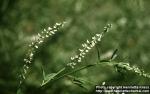 Photo: Melilotus albus 3.