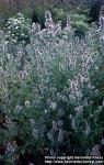 Photo: Nepeta cataria 4.