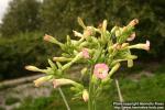 Photo: Nicotiana tabacum 2.