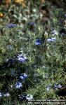 Photo: Nigella damascena 9.
