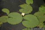 Photo: Nymphaea alba 7.
