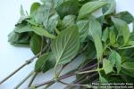 Photo: Ocimum basilicum 6.