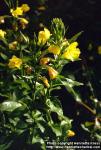 Photo: Oenothera biennis 5.