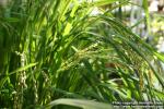 Photo: Oryza sativa 2.