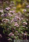 Photo: Origanum vulgare 1.