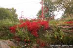 Photo: Parthenocissus quinquefolia 8.