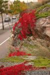 Photo: Parthenocissus quinquefolia 9.