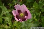 Photo: Papaver somniferum 6.