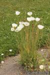 Photo: Papaver amurense 5.