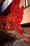 Photo: Parthenocissus quinquefolia 6.