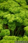 Photo: Petroselinum crispum 4.