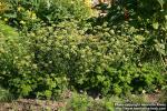 Photo: Petroselinum crispum 7.