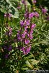 Photo: Physostegia virginiana 5.