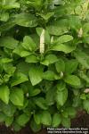 Photo: Phytolacca acinosa 7.