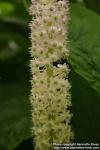 Photo: Phytolacca acinosa 8.
