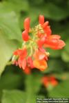 Photo: Phaseolus coccineus 9.