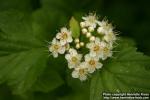 Photo: Physocarpus opulifolius 7.