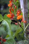 Photo: Phaseolus coccineus 1.